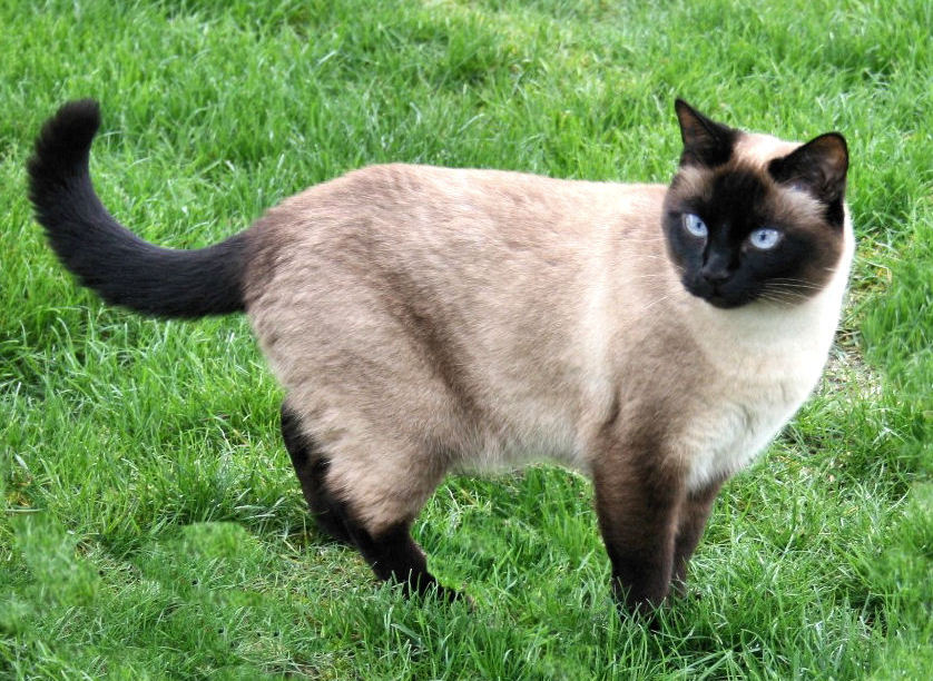 siamese